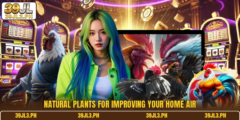 Natural plants for improving your home air
